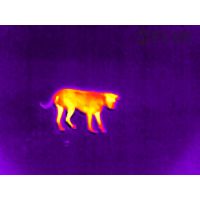 Flir Scout TK Compact