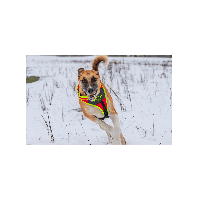 Niggeloh Dog Harness Follow Sport Plus